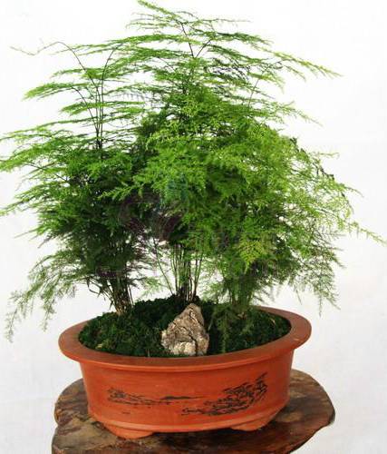 文竹花语及故事(关于文竹的正确养法)