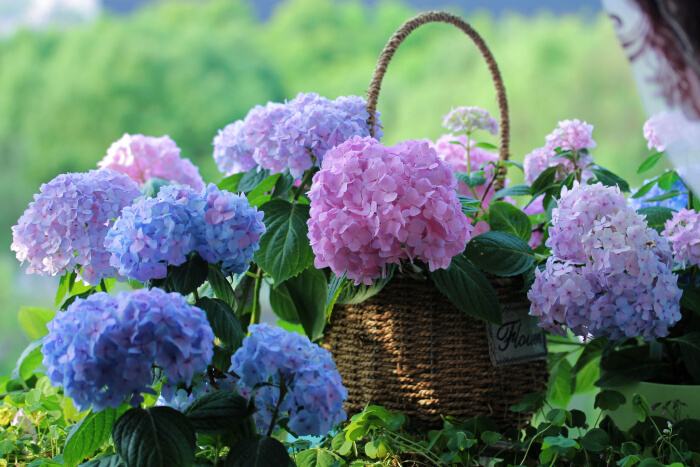 绣球花无尽夏的花语和寓意(关于无尽夏绣球花的养殖方法)