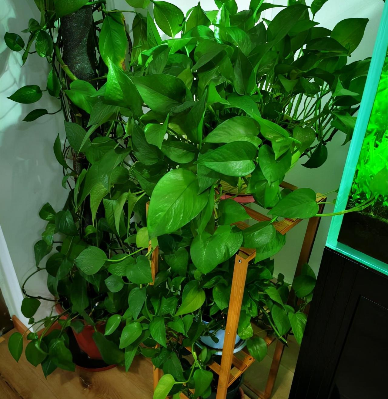 有效吸甲醛的绿植排名(快速除甲醛的方法)