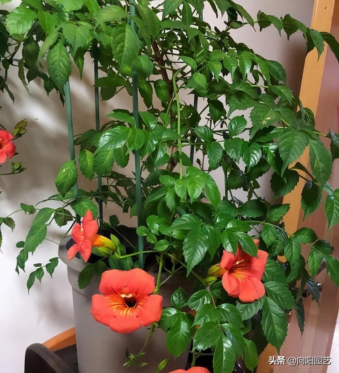 凌霄花的特点是什么
