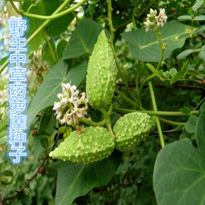 常见野草的种类(农村常见的植物名称)