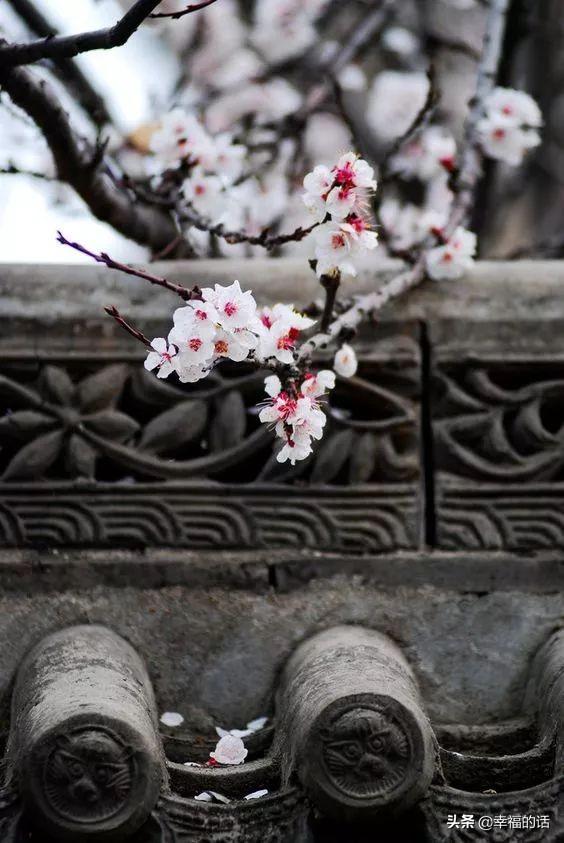 花中四君子是指什么花(梅兰竹菊四君子代表的意义)