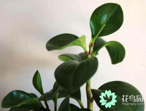 小家碧玉花卉怎么养(适合客厅养的花卉)