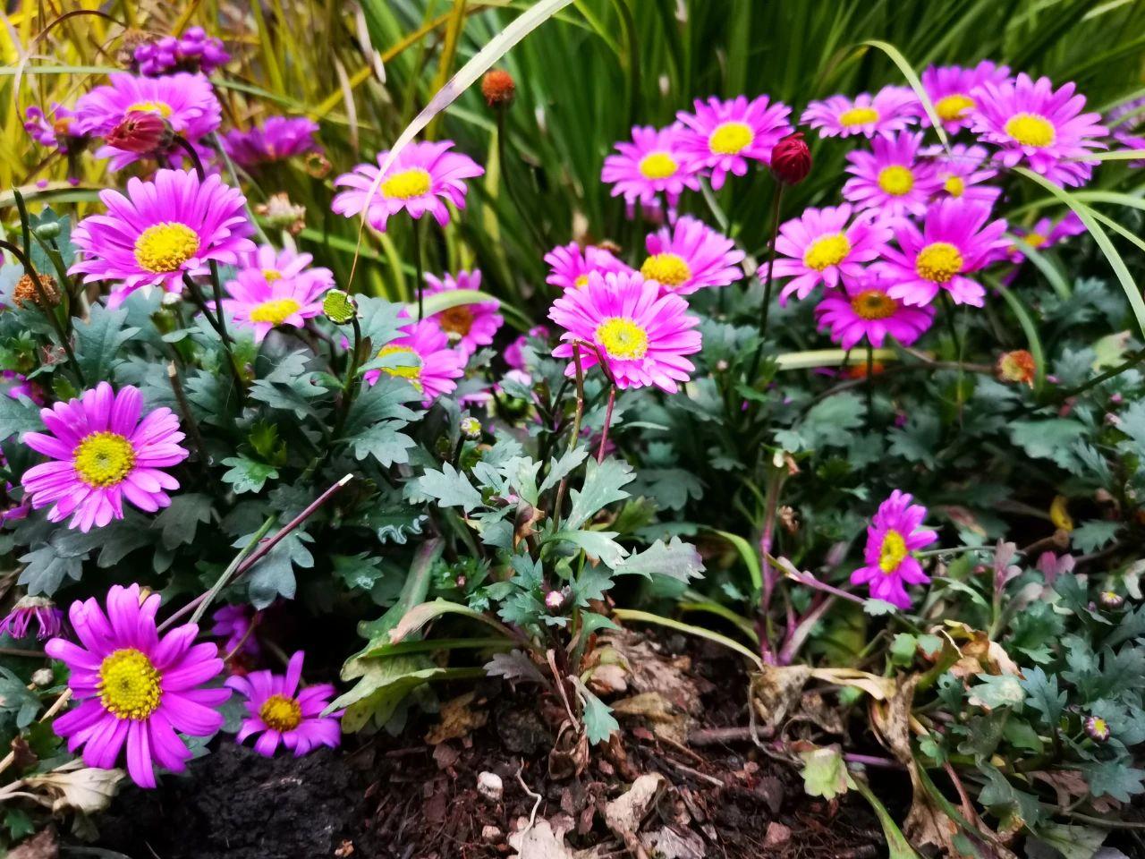 多年生草本花卉有哪些好养(多年生的花卉的品种)