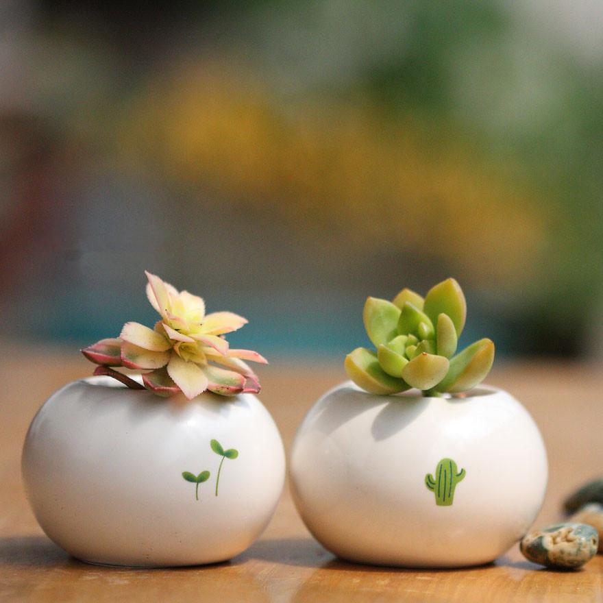 新载多肉的养殖方法和浇水(分享多肉盆栽养护技巧)