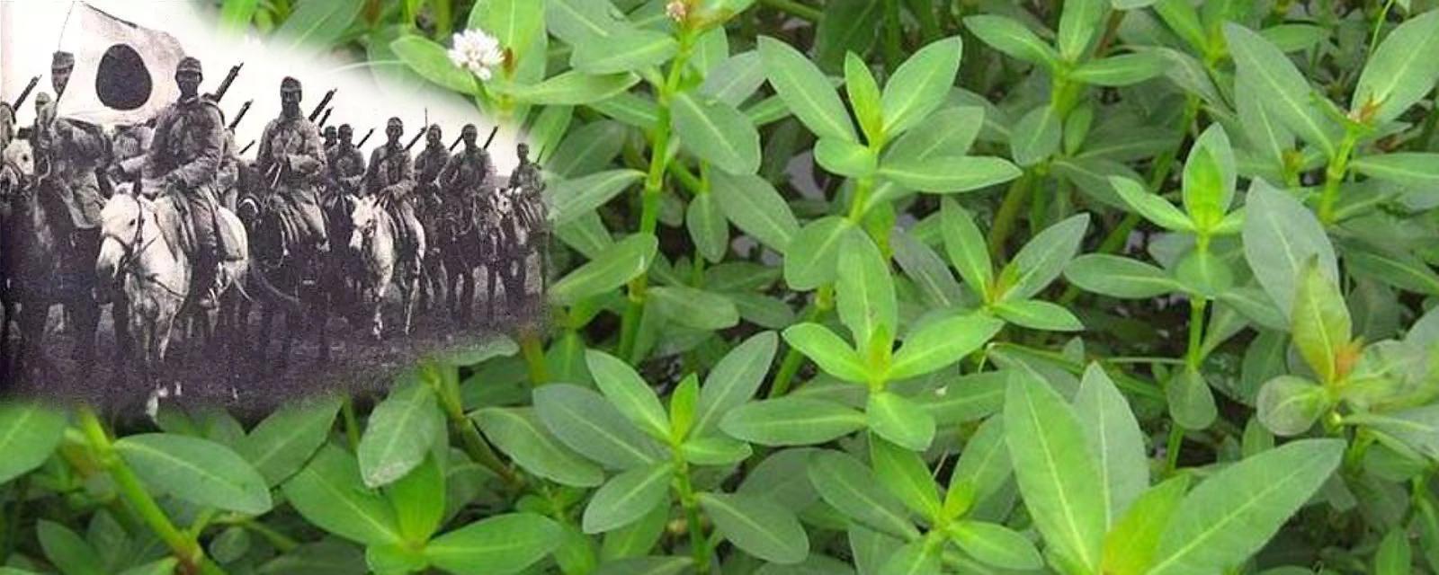水花生是什么植物(水花生草的功效与作用)