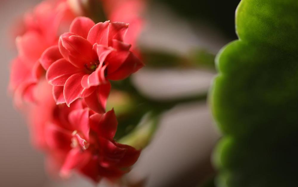 长寿花怎样种植和养护