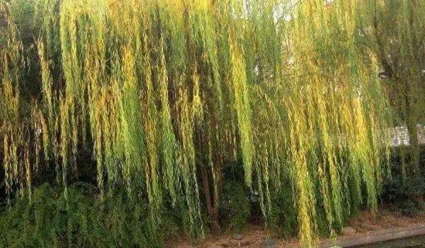 柳树开花是什么季节(一年四季不开花的植物)