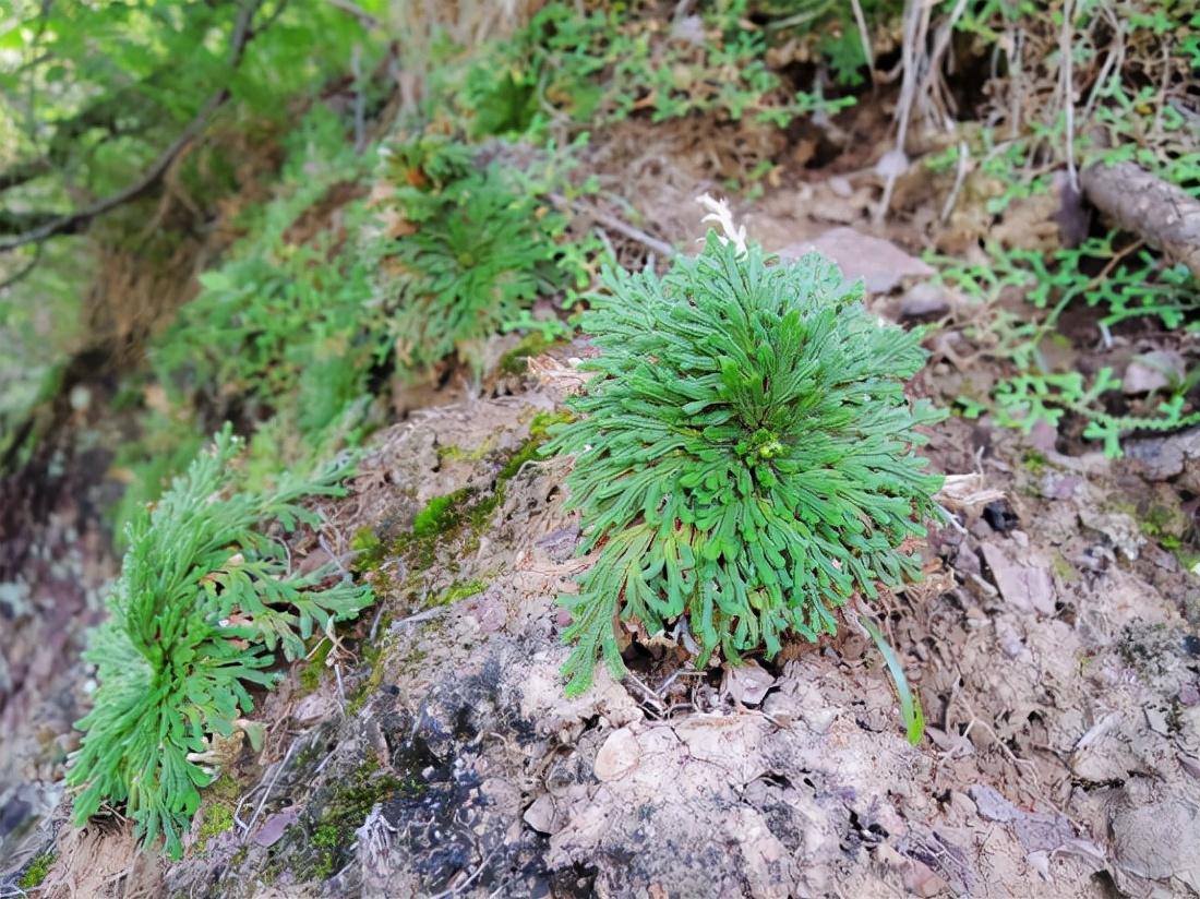 家里养什么花好养活(吸甲醛最快最有效的植物)