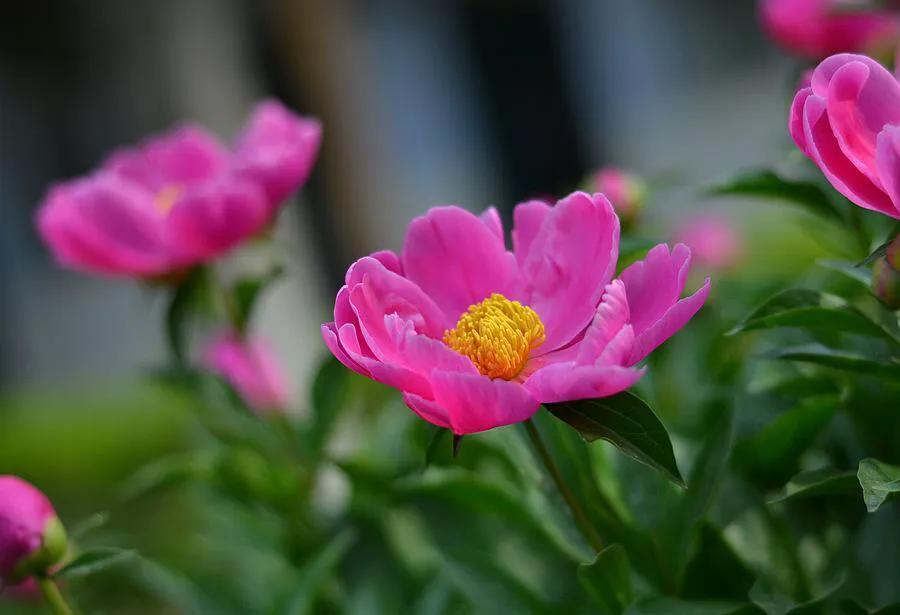 芍药品种介绍及图片(最受欢迎的芍药品种)