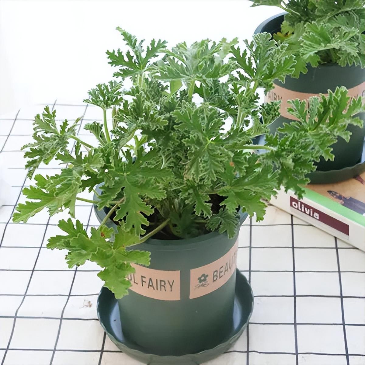 驱蚊草怎么养才能养好(推荐防蚊的植物花卉)