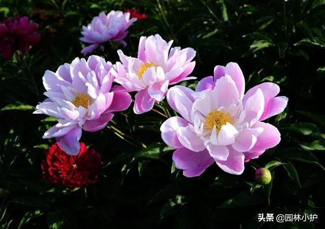 为什么家里不建议种芍药花