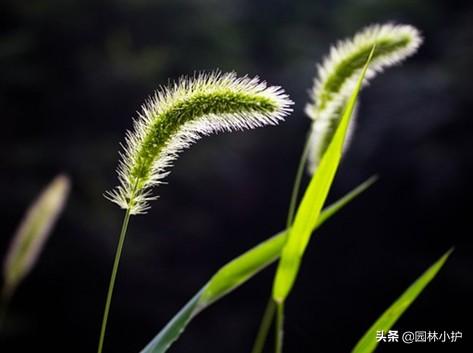 狗尾巴花的花语和寓意