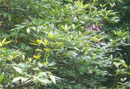 植物的茎是哪个部位(植物的茎的图片)