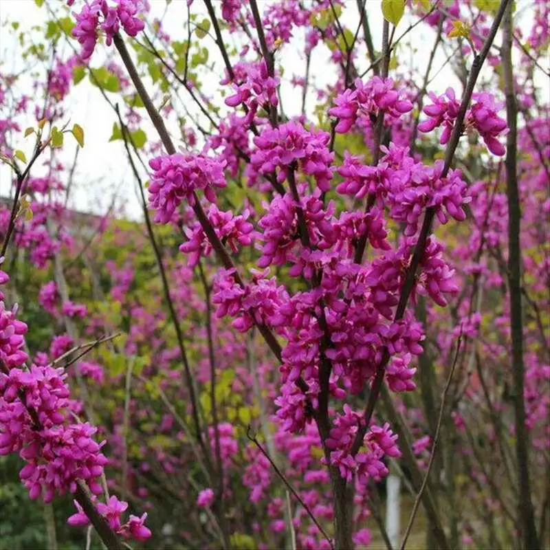 三月开什么花什么特点(盘点三月份开花的植物)