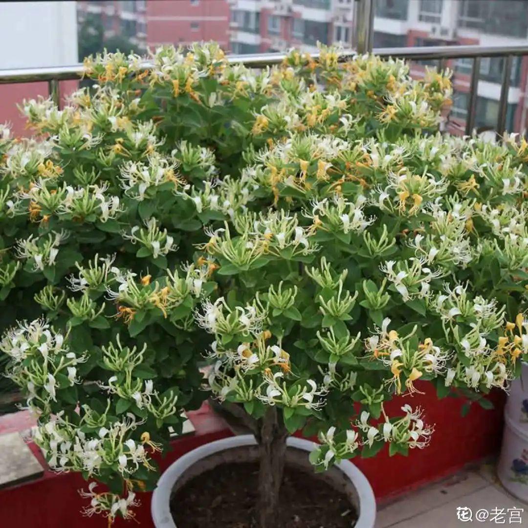 好看的室内植物盆景十大排名(分享易活的客厅绿植)