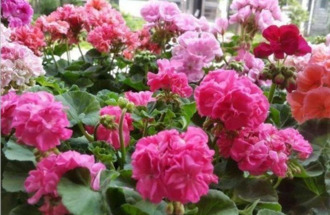 洋绣球花怎么栽培(绣球花的养殖方法)