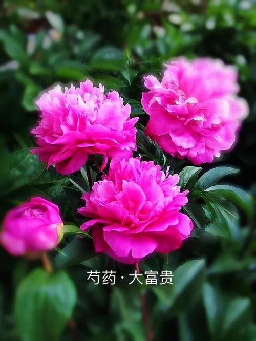 芍药品种介绍及图片(最受欢迎的芍药品种)