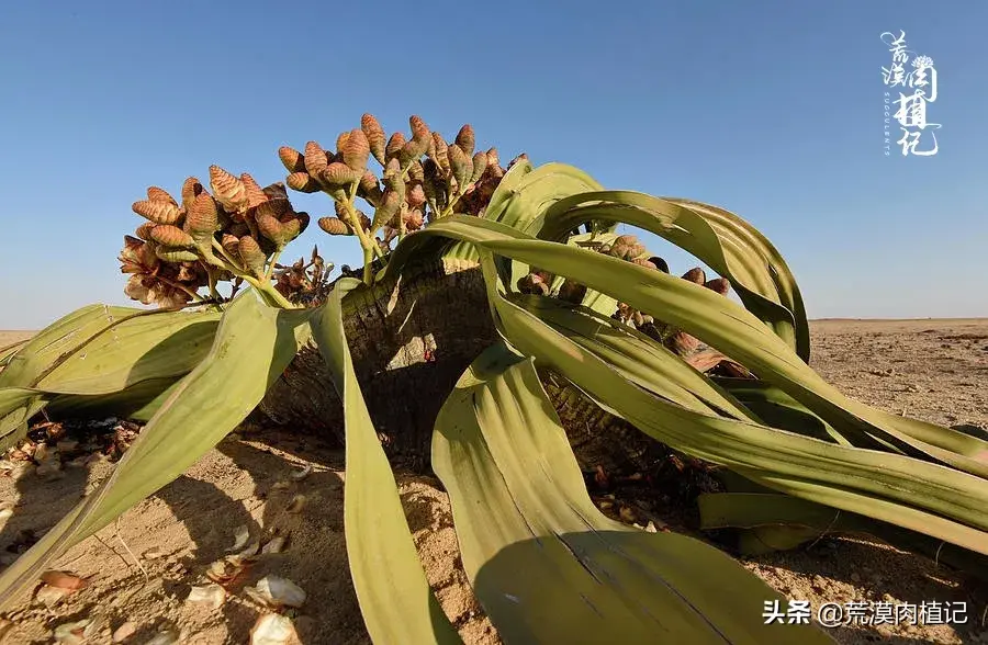 百岁兰怎么养(世界珍稀植物之一)