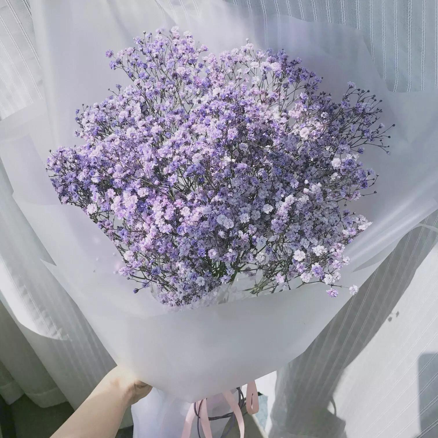 满天星的花语和寓意(讲解满天星的象征意义)