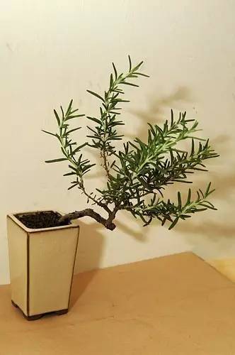 迷迭香的花语是什么(讲解迷迭香的种植方法)