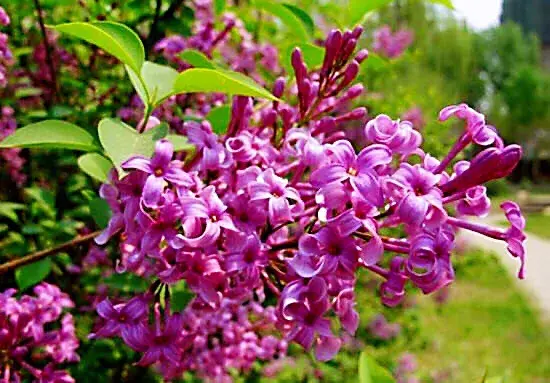 丁香花是什么颜色的(详解丁香花品种简介)