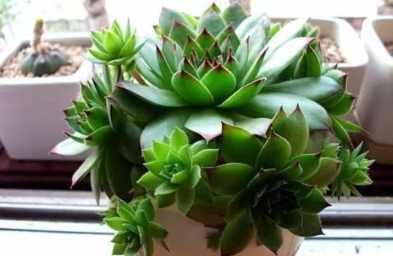 多肉盆栽怎么种植方法