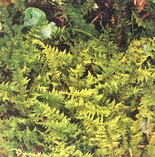 苔藓植物有哪些结构特点(常见的蕨类植物推荐)