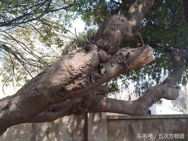 齿叶冬青生长环境(关于齿叶冬青别名)