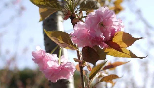 冬樱花几月开(各种樱花品种介绍)