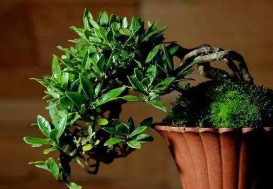 栀子花小苗几年能开花结果(关于栀子花的种植方法)