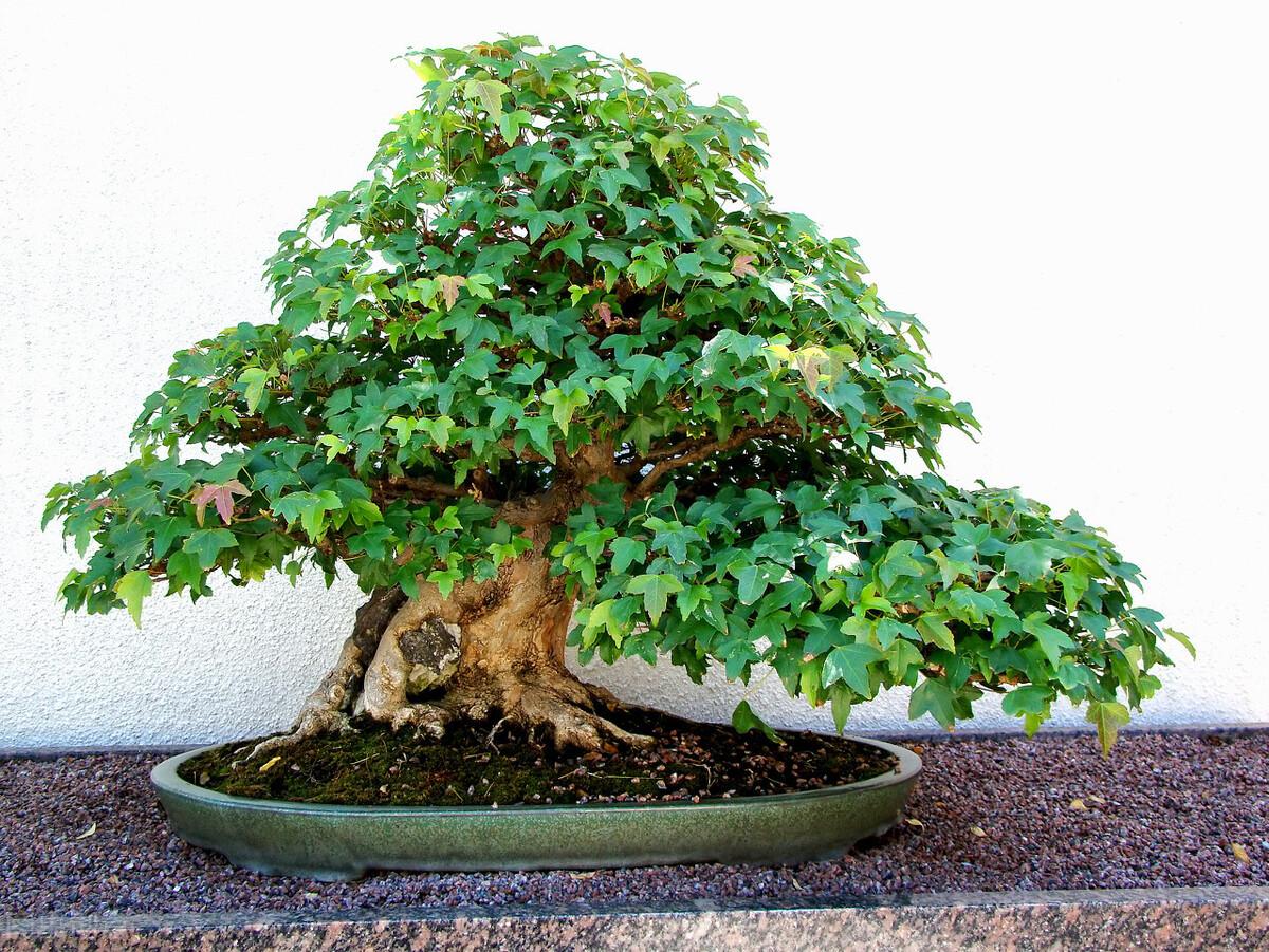 室内盆景树种大全(适合做盆景的植物)