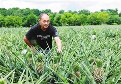 菠萝怎么种植方法和条件（菠萝栽培技术与方法）
