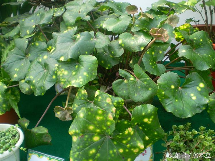 大吴风草耐寒多少度(大吴风草种植方法)