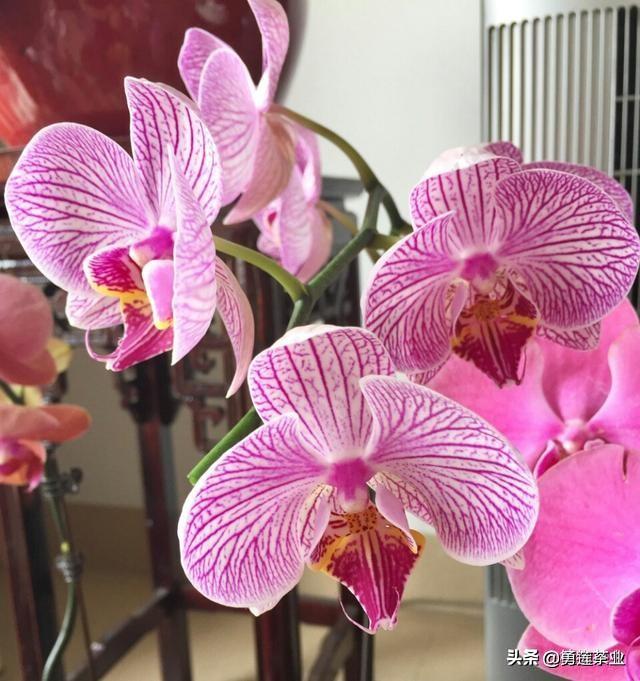 扶郎花怎么插花好看
