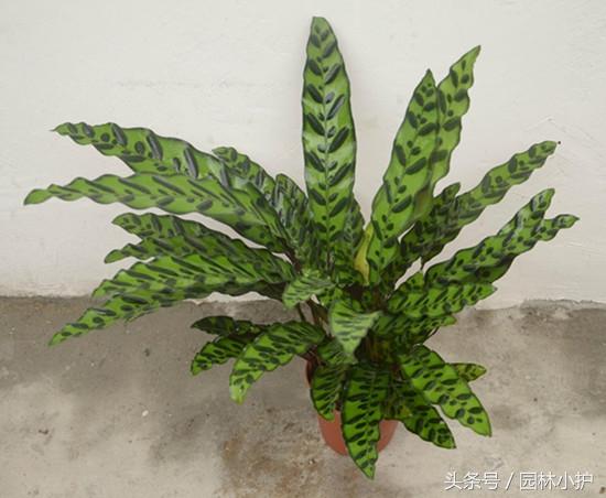 飞羽竹芋的寓意和象征(讲解飞羽竹芋的养殖方法)