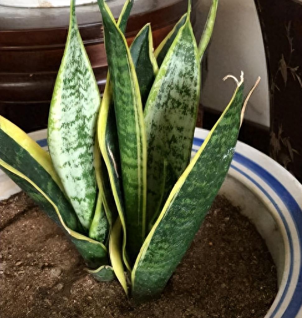 室内盆景植物有哪些品种