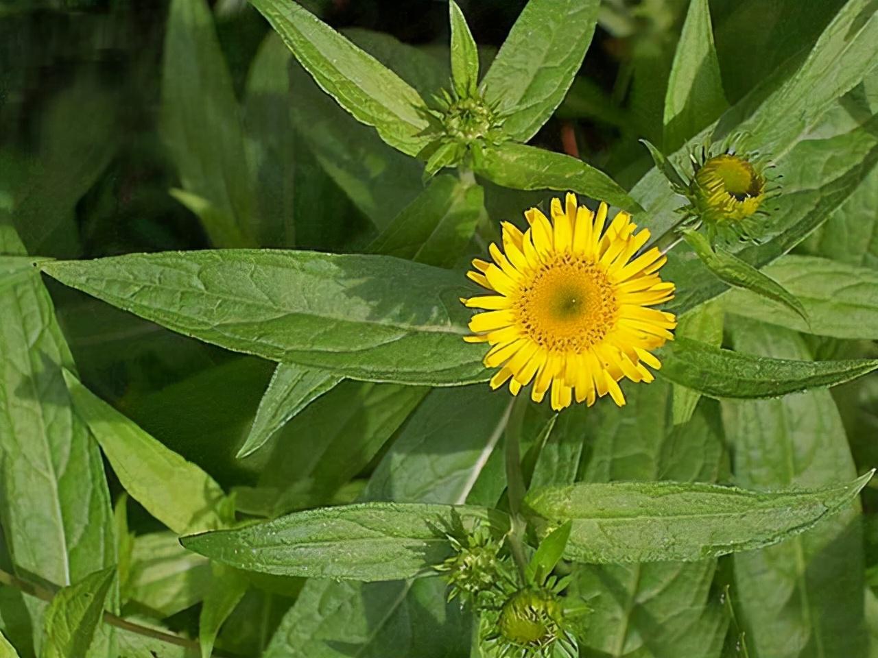 金盏花和金盏菊花一样吗