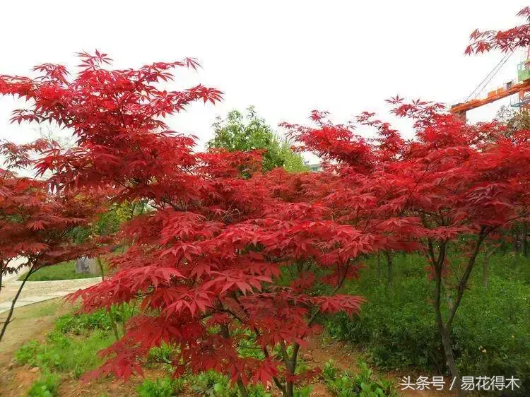 黄金枫的养殖方法(介绍黄金枫品种)