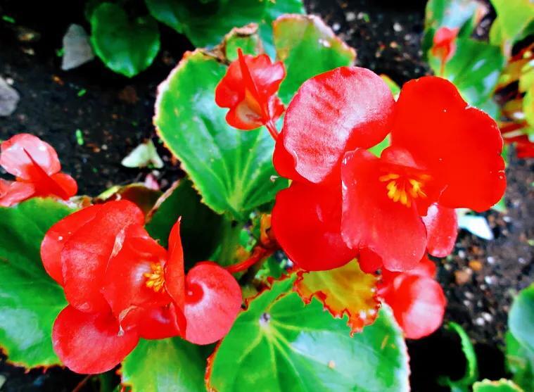 春夏秋冬各有什么花开放(四季最有代表性的花)