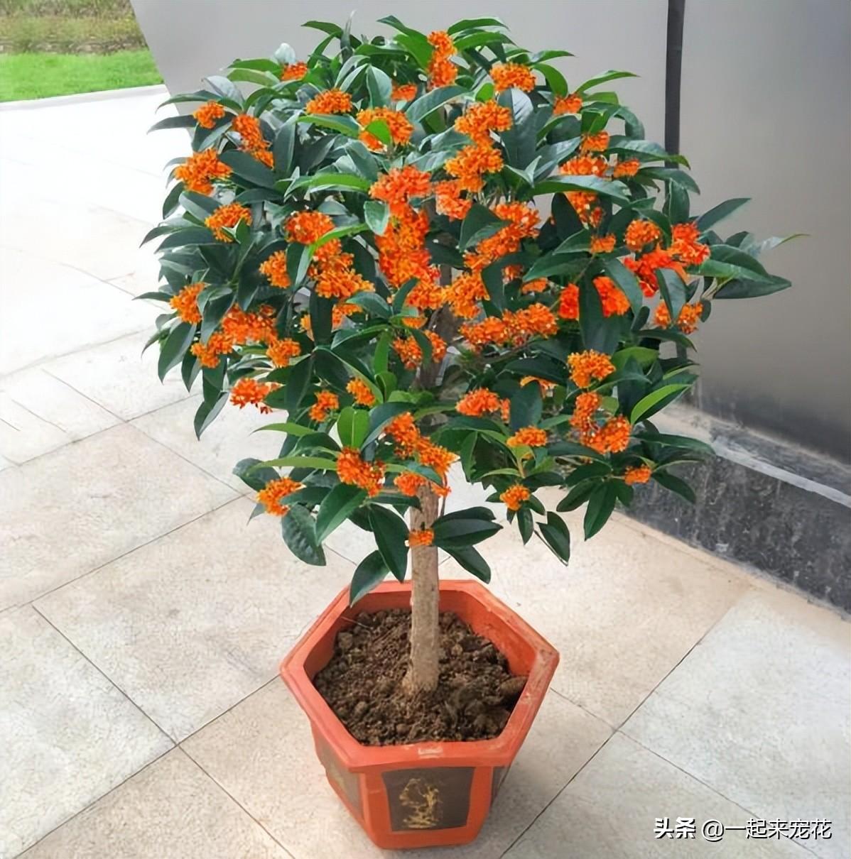 木本花卉有哪些品种(适合室内养的木本植物)