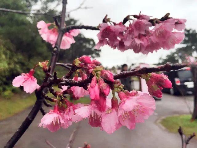 冬樱花几月开(各种樱花品种介绍)