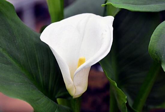 马蹄莲花语象征与寓意(家里适合养的植物)