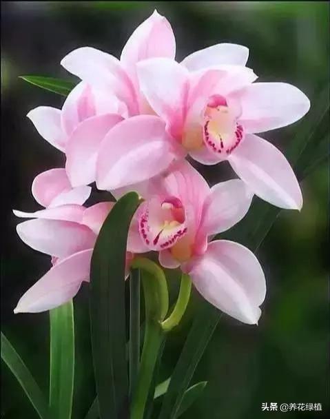 兰花几月开花(介绍兰花好养又香的品种)