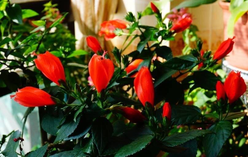 扶桑花怎么养才能开花(关于扶桑花的养殖方法)
