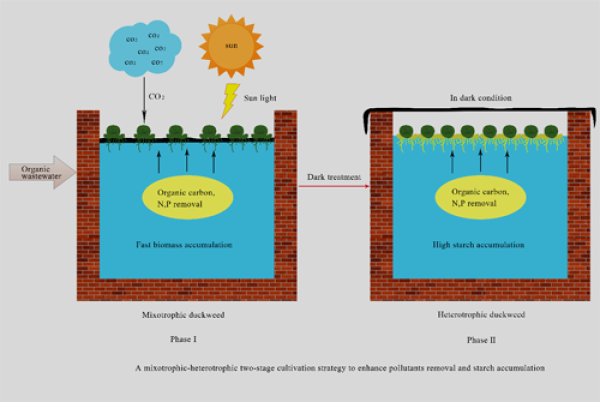 异养和自养有哪些(举例异养生物和自养生物)