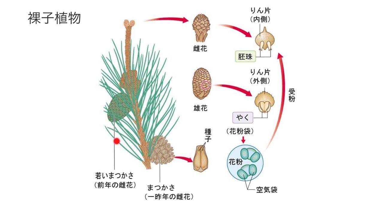 银杏是裸子植物吗(银杏植物简介)
