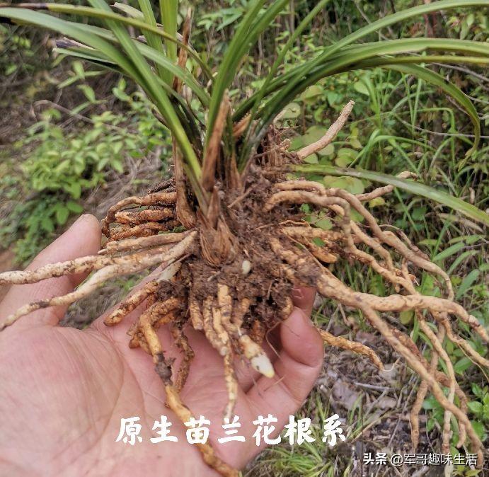 组培苗的优点和缺点(植物组培快繁技术)