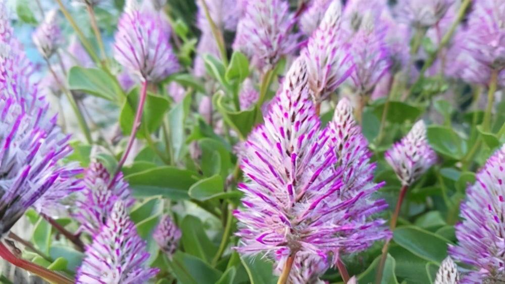 狐尾草怎么种植（狐尾藻的种植方法）