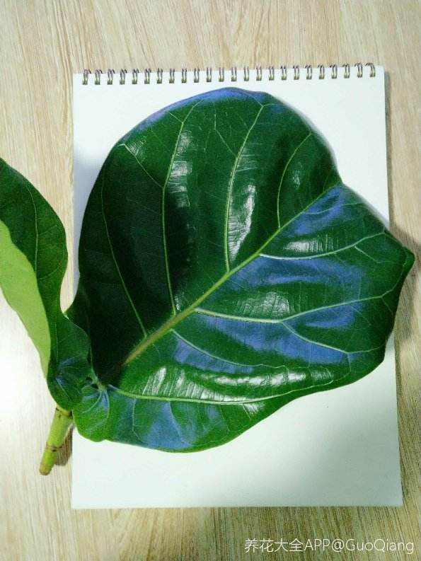 适合室内养的花和植物(净化空气吸甲醛植物排名)